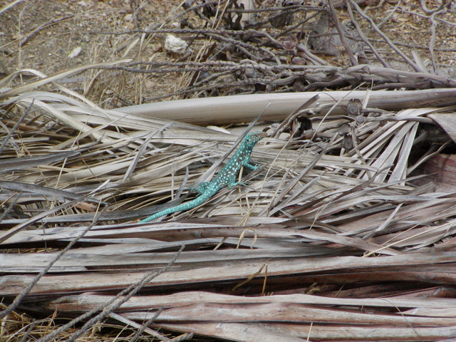 [A chameleon in Aruba]